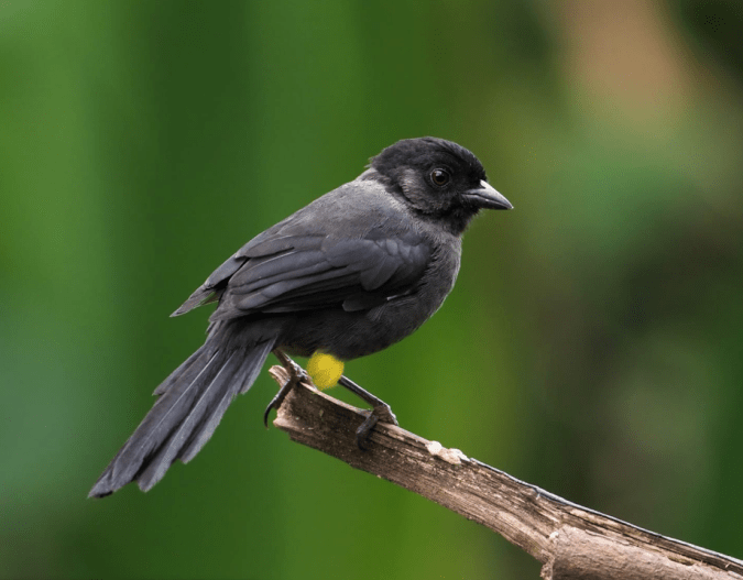 Yellow-thighed Brushfinch by Daniel Aldana - Organikos
