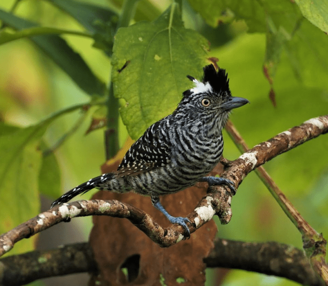 Barred Antshrike by Daniel Aldana - Organikos