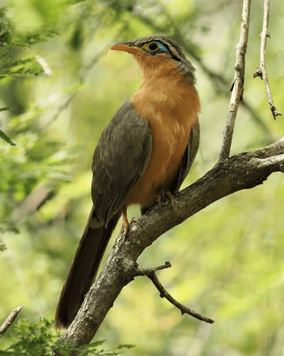 Lesser Ground-Cuckoo by Daniel Aldana - Organikos