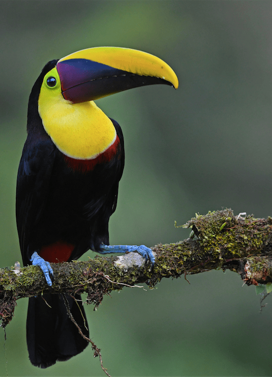 Yellow-throated Toucan by Puneet Dhar - Organikos