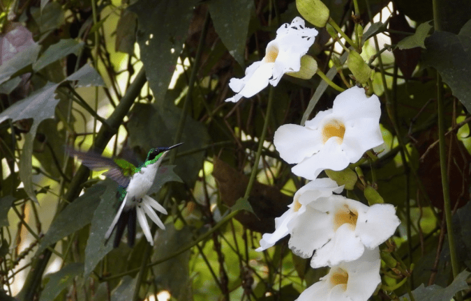 Purple-crowned Fairy by Hugo Santa Cruz - Organikos