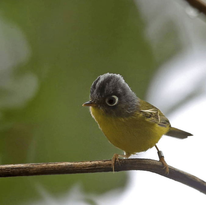 White Spectacled Warbler by Gururaj Moorching - Organikos
