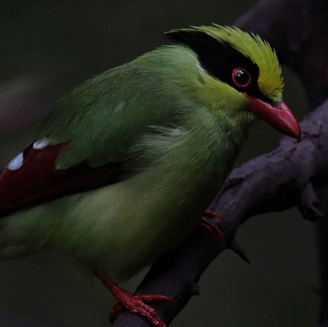 Common Green Magpie by Gururaj Moorching - Organikos