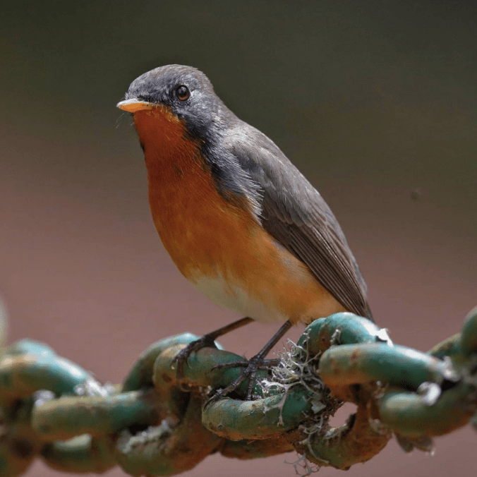 Kashmir Flycatcher by Gururaj Moorching - Organikos