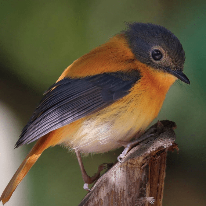 Black and Orange Flycatcher by Gururaj Moorching - Organikos