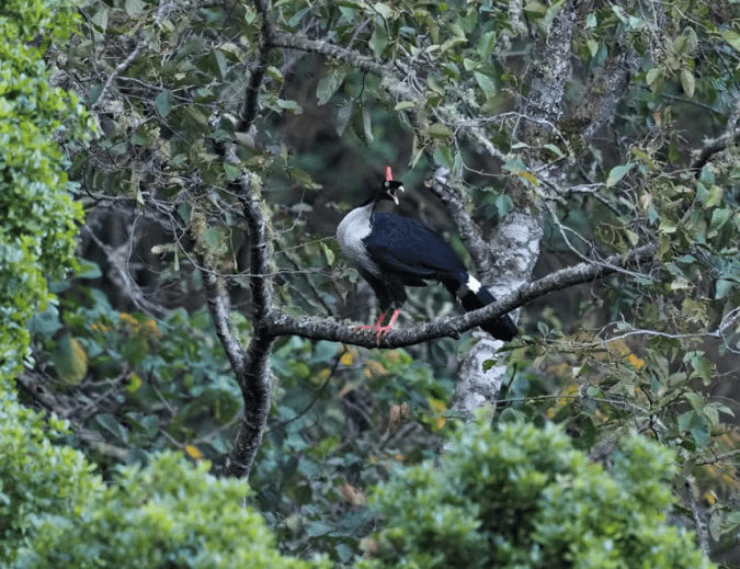 Horned Guan by Daniel Aldana - Organikos