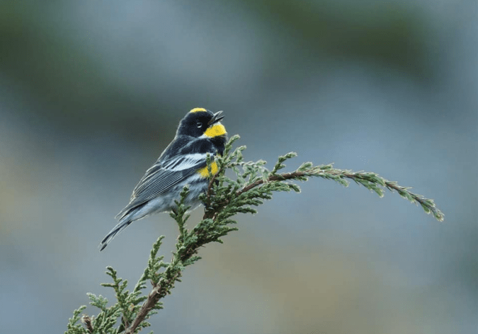Goldman's Warbler by Daniel Aldana - Organikos