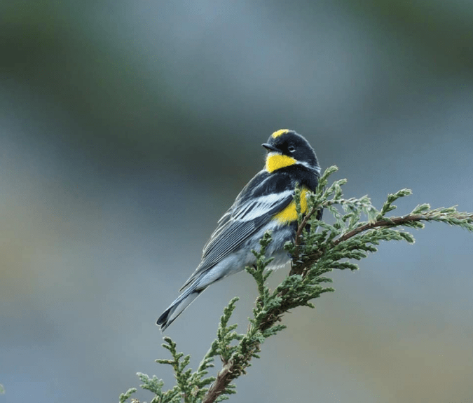 Goldman's Warbler by Daniel Aldana - Organikos