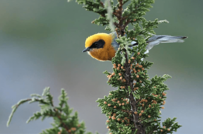 Olive Warbler by Daniel Aldana - Organikos