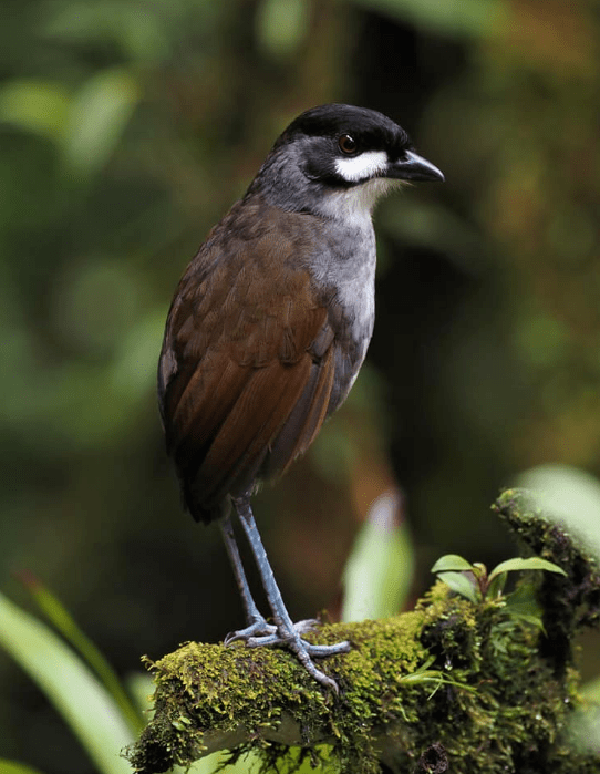 Jocotoco Antpitta by Daniel Aldana - Organikos