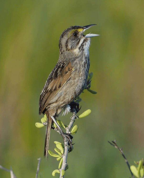 Seaside Sparrow by Daniel Aldana - Organikos