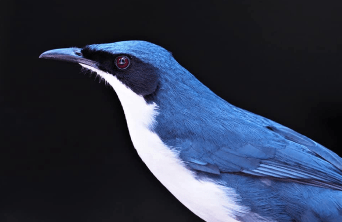 Blue-and-White Mockingbird by Daniel Aldana - Organikos