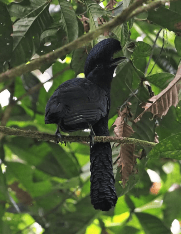 Long-wattled Umbrellabird by Daniel Aldana - Organikos