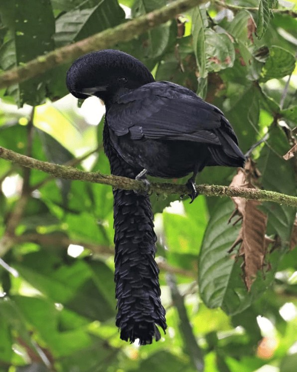 Long-wattled Umbrellabird by Daniel Aldana - Organikos