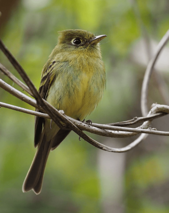 Yellowish Flycatcher by Daniel Aldana - Organikos