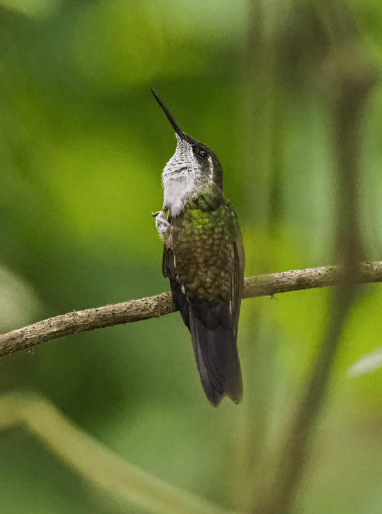 Green-throated Mountain-Gem by Daniel Aldana - Organikos