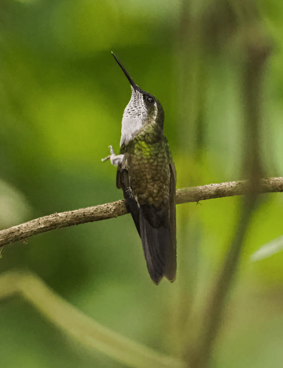 Green-throated Mountain-Gem by Daniel Aldana - Organikos