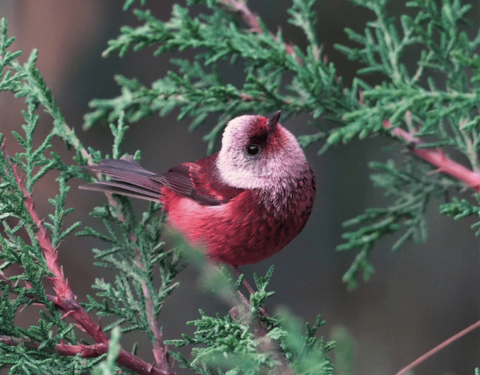 Pink-headed Warbler by Daniel Aldana - Organikos
