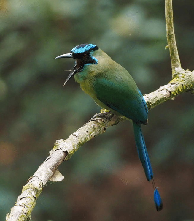 Lesson's Motmot by Daniel Aldana - Organikos