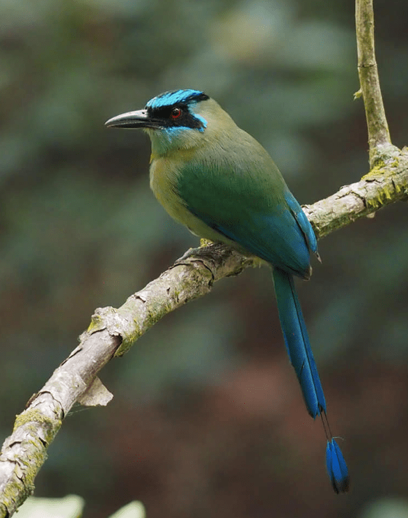 Lesson's Motmot by Daniel Aldana - Organikos