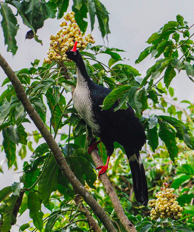 Horned Guan by Daniel Aldana - Organikos