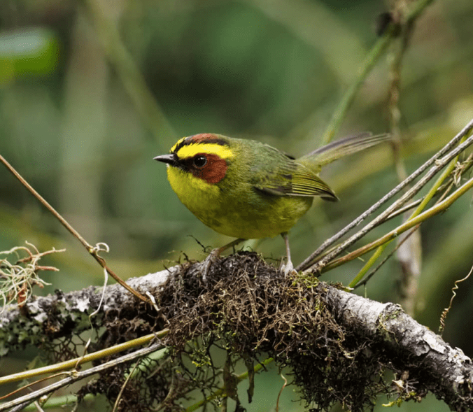 Golden-browed Warbler by Daniel Aldana - Organikos