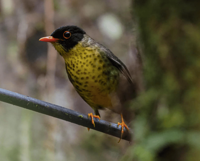 Spotted Nightingale-Thrush by Daniel Aldana - Organikos