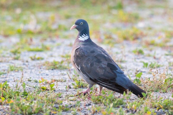 Woodpigeon by Leander Khil - Organikos