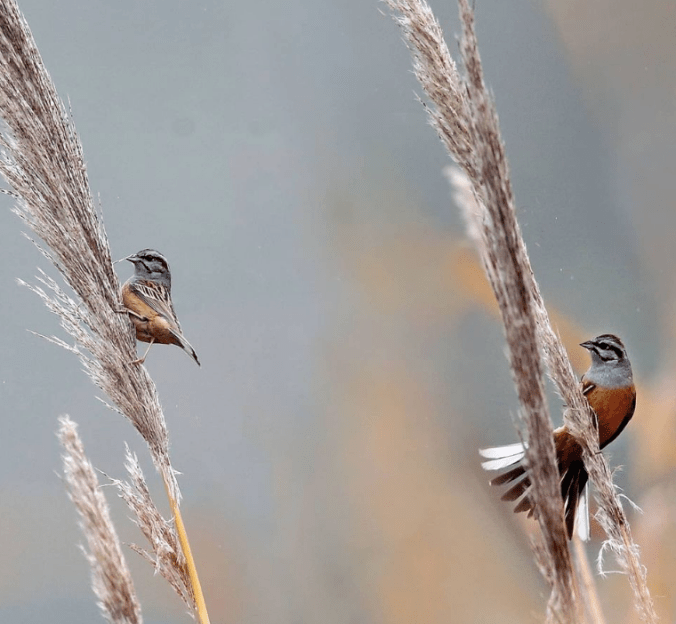 Godlewski's Bunting by Gururaj Moorching - Organikos