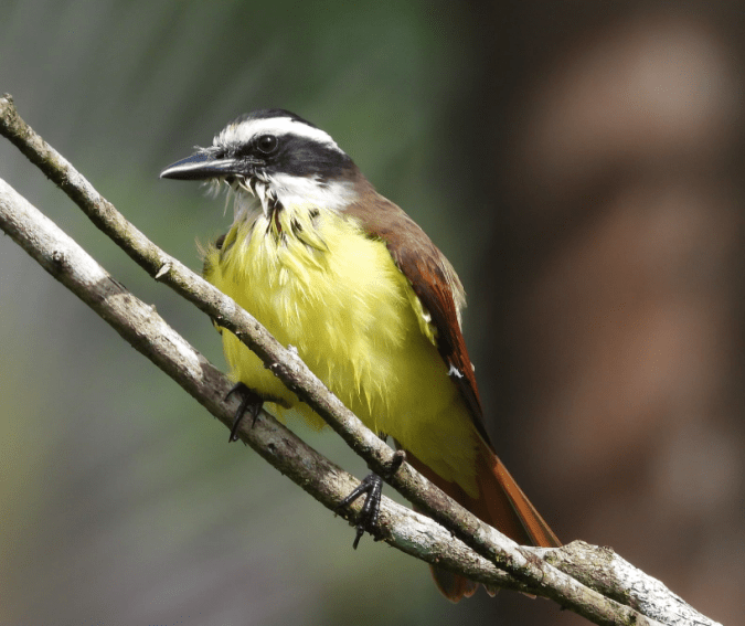 Great Kiskadee by Hugo Santa Cruz - Organikos
