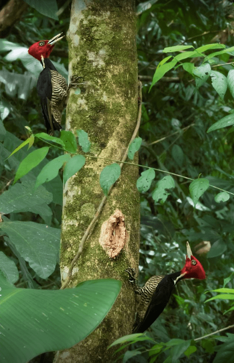 Pale-billed Woodpecker by Hugo Santa Cruz - Organikos
