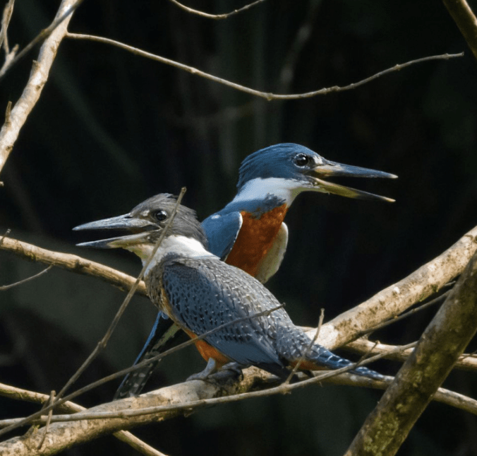 Ringed Kingfisher Pair by Hugo Santa Cruz - Organikos