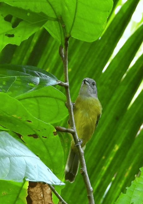 White-shouldered Tanager by Hugo Santa Cruz - Organikos
