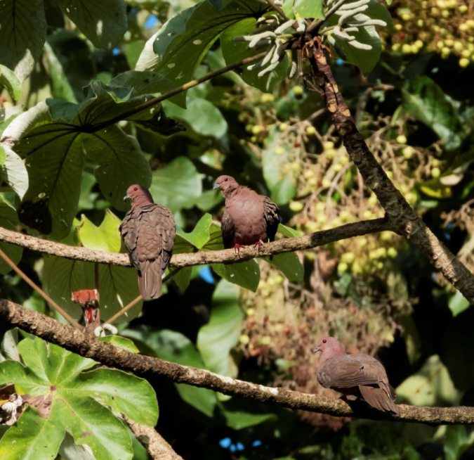 Short-billed Pigeons by Hugo Santa Cruz - Organikos