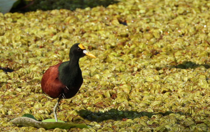 Northern Jacana by Hugo Santa Cruz - Organikos