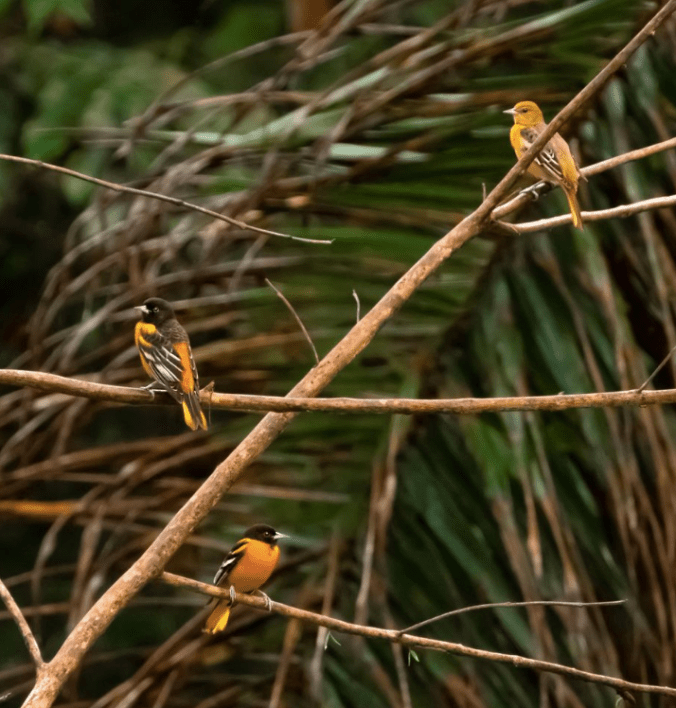Baltimore Oriole Family by Hugo Santa Cruz - Organikos