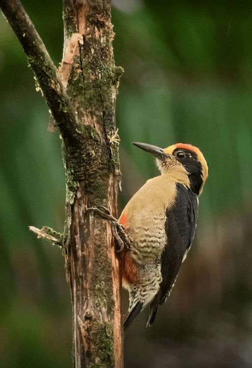 Golden-naped Woodpecker by Hugo Santa Cruz - Organikos