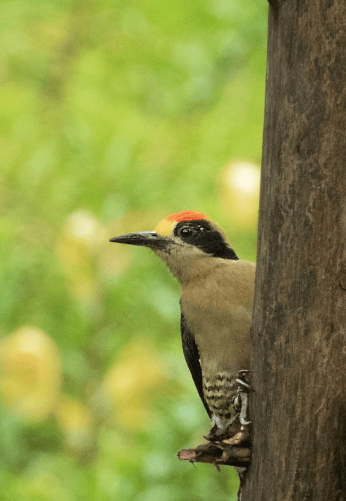 Golden-naped Woodpecker by Hugo Santa Cruz - Organikos