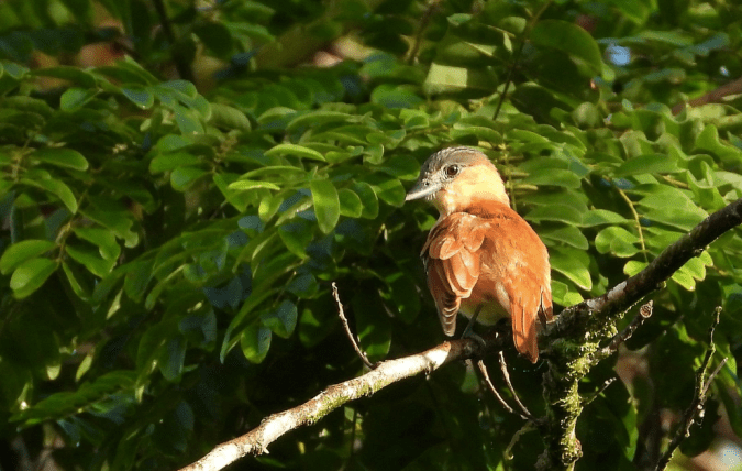 Rose-throated Becard by Hugo Santa Cruz - Organikos