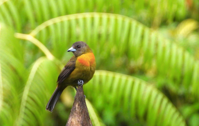 Scarlet-rumped Tanager by Hugo Santa Cruz - Organikos