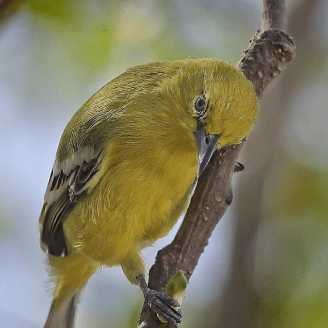 Marshall's Iora by Gururaj Moorching - Organikos