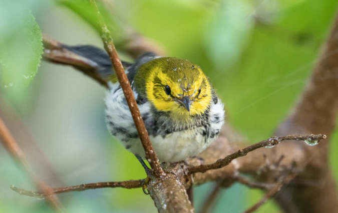 Black-throated Green Warbler by Rich Kostecke - Organikos