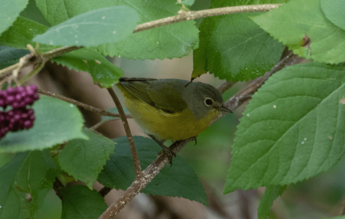 Nashville Warbler by Rich Kostecke - Organikos