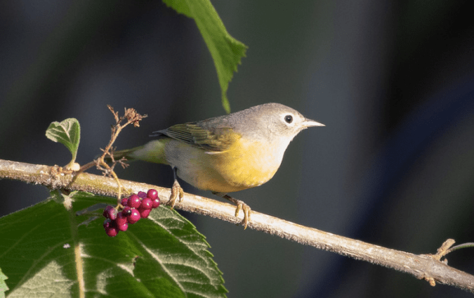 Nashville Warbler by Rich Kostecke - Organikos
