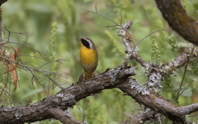 Common Yellowthroat by Rich Kostecke - Organikos
