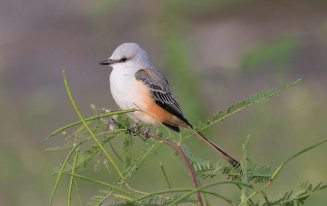 Scissor-tailed Flycatcher by Rich Kostecke - Organikos