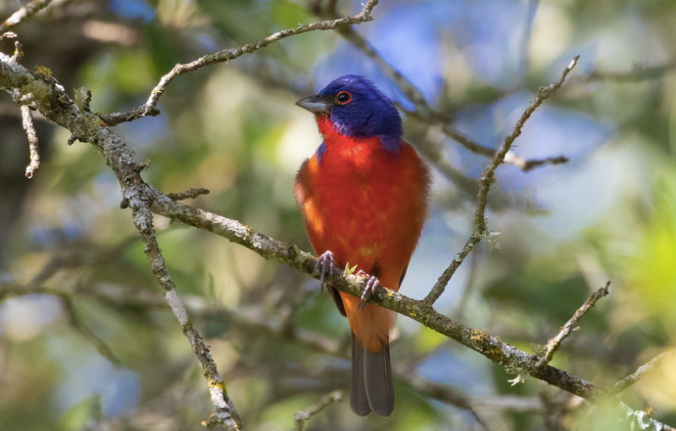 Painted Bunting by Rich Kostecke - Organikos