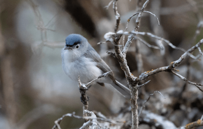 Blue-gray Gnatcatcher by Rich Kostecke - Organikos