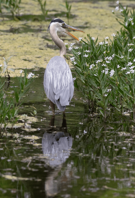 Great Blue Heron by Rich Kostecke -Organikos