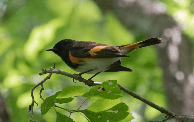American Redstart by Richard Kostecke - Organikos